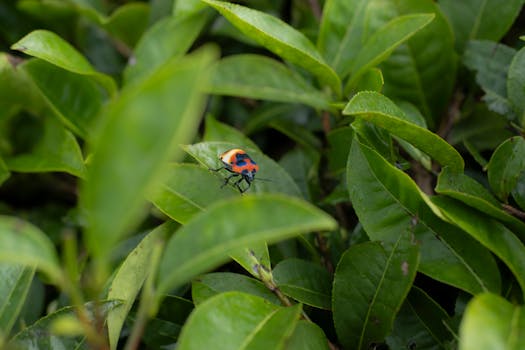 A vibrant insect sits on lush green tea leaves in the heart of Yunnan, China.